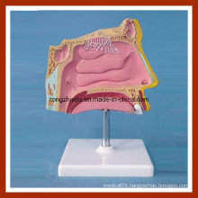 Human Nose Anatomic Model